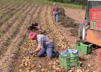 patate raccolta campoilnordest