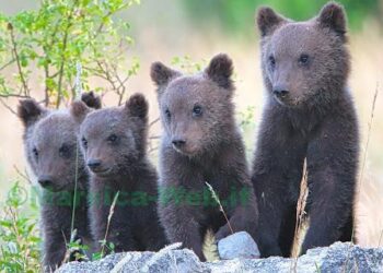 Luglio 2020, Villalago, mamma orsa e i suoi cuccioli regalano ai fotografi degli scatti straordinari (foto di Neveappenino.it)