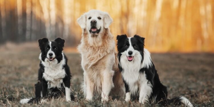 Two Border Collies and Golden Retriever Outdoors