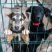 SCANDALO DEL BUSINESS DEL RANDAGISMO IN ABRUZZO: DENUNCIATO IN PROCURA IL PRIMO SEGRETARIO COMUNALE 4 MANCO AI CANI: IL CASO VERRECCHIA SCUOTE L’ABRUZZO. CANILI, ORARI RIDOTTI E VOLONTARI IN RIVOLTA